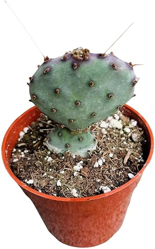 FOLIAGEMS Plantas de cactus suculentas vivas de USKC (maceta de 4 pulgadas) (Opuntia Santa Rita)