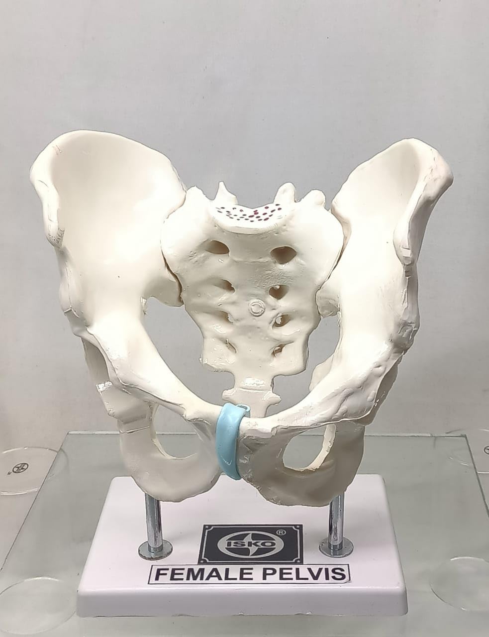 ISKO® Female Pelvis Anatomical Model, 2 Parts on stand (Made with PVC unbreakable)