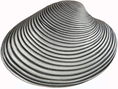 Artisan Clam Shell Cabinet Knob, Antique Pewter