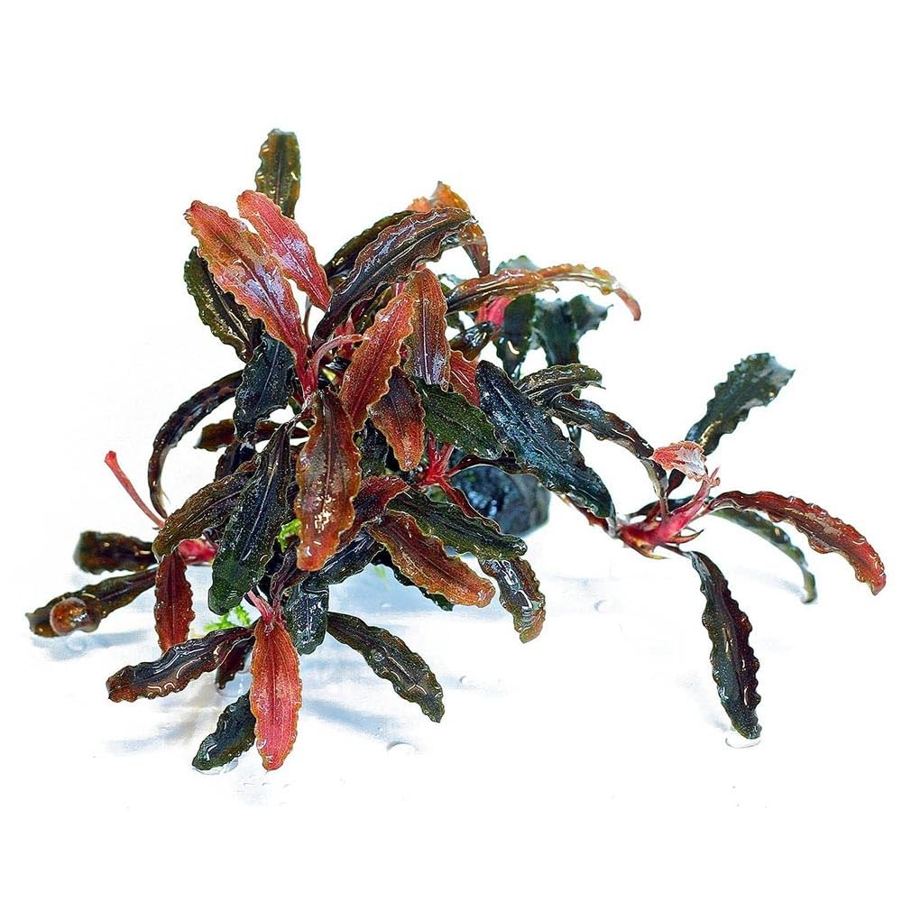 Bucephalandra in Vasetto – Piante Epifite per Acquario Dolce, Crescita Lenta