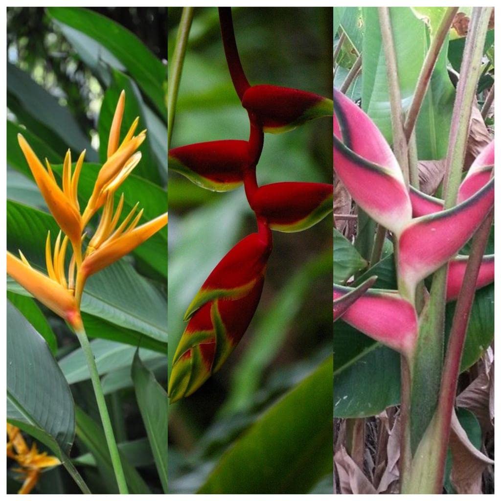 Radha Krishna Agriculture® Heliconia Multicolor Summer Flower Bulbs (Set Of 20 Flowers Bulbs)