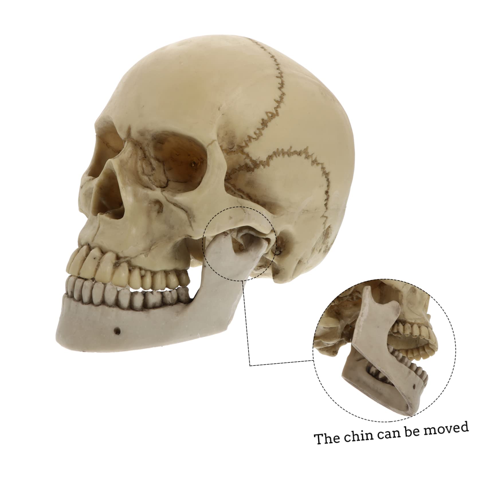 1 Pieza de Cráneo de Resina Estatua Decorativa para Halloween Cráneo Adulto con Mandíbula Móvil Ornamentación de Fiesta Resistente y Duradera