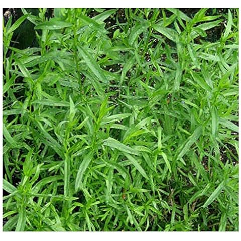 Premier Seeds Direct Russian Tarragon Seeds Cover