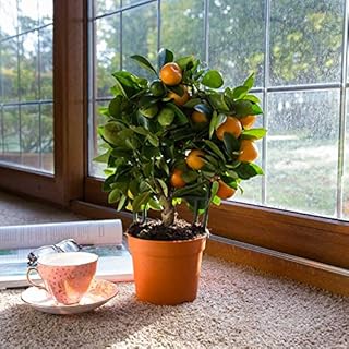 (MandarinAmbizu 20pcs Edible Fruit Mandarin Bonsai Tree Seeds, Citrus Bonsai Mandarin Orange Seeds