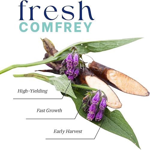 Miniatura 2 de 20 raíces de plantas de consuelda de rápido crecimiento, altos rendimientos con 14 raíces vivas de consuelda, planta de hierbas perennes