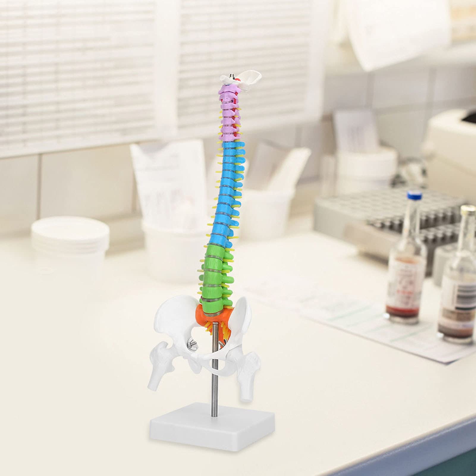 Modelo flexible de pelvis y columna vertebral, modelo de columna vertebral de esqueleto humano anatómico coloreado de 45 cm con soporte