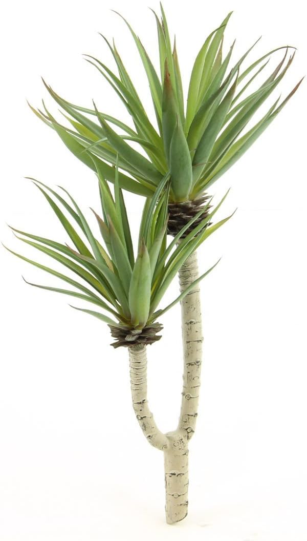 Shinoda Design Center Yucca Plant Succulent, Green