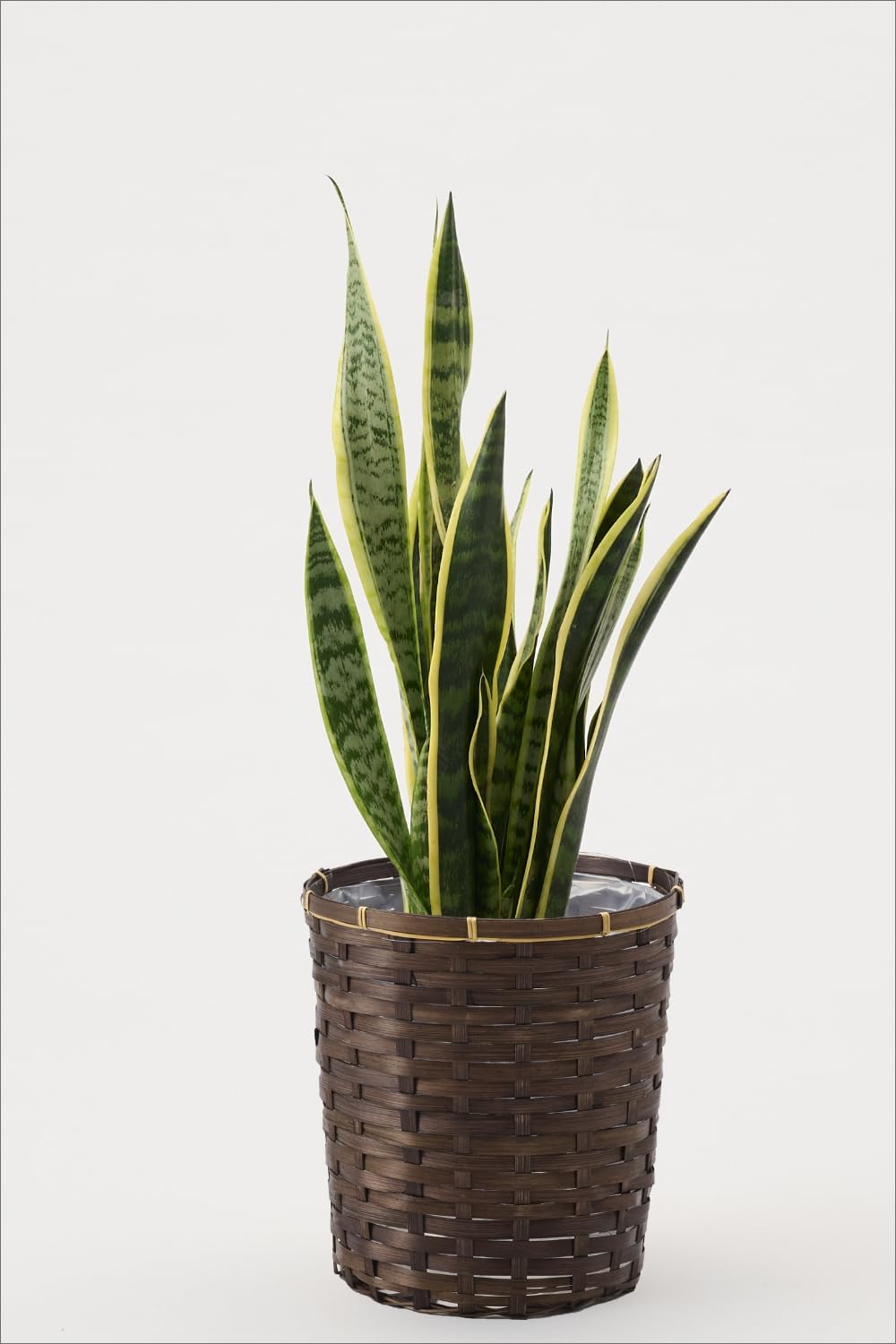 Amazon｜whenua パキラ 観葉植物 7号 本物 編み込み樹形 インテリア