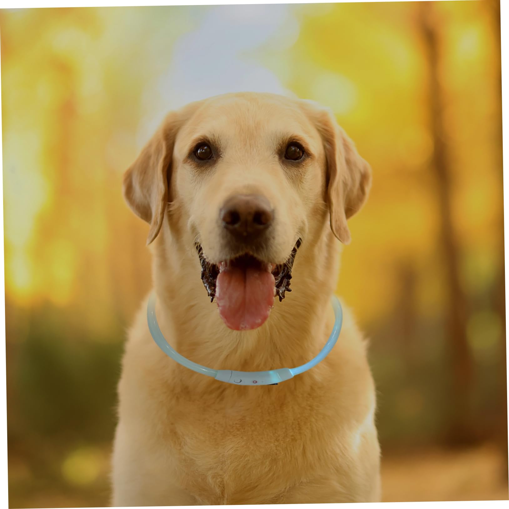3 Piezas Collar De Mascota Collar Perro Pequeño USB Lámpara De Seguridad El Plastico
