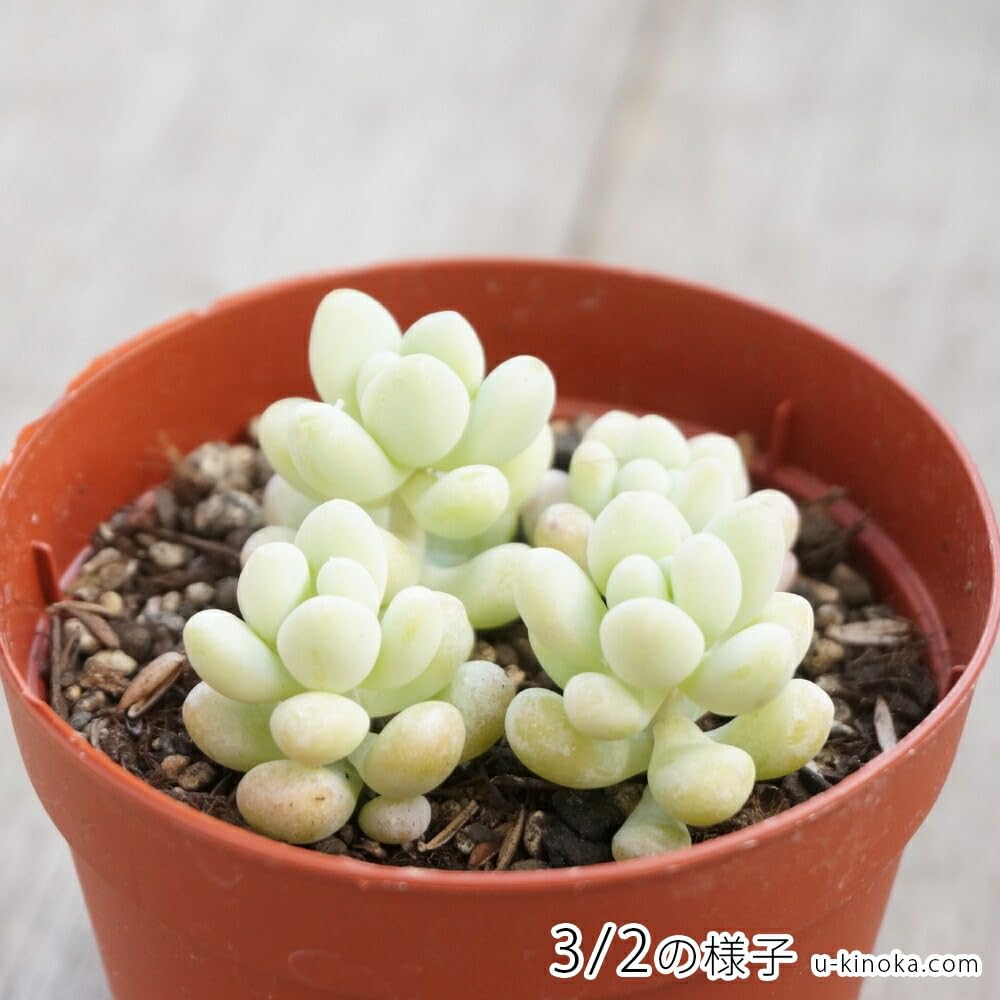 Amazon.co.jp: トレレアシー 7.5cmポット 多肉植物 セダム Sedum