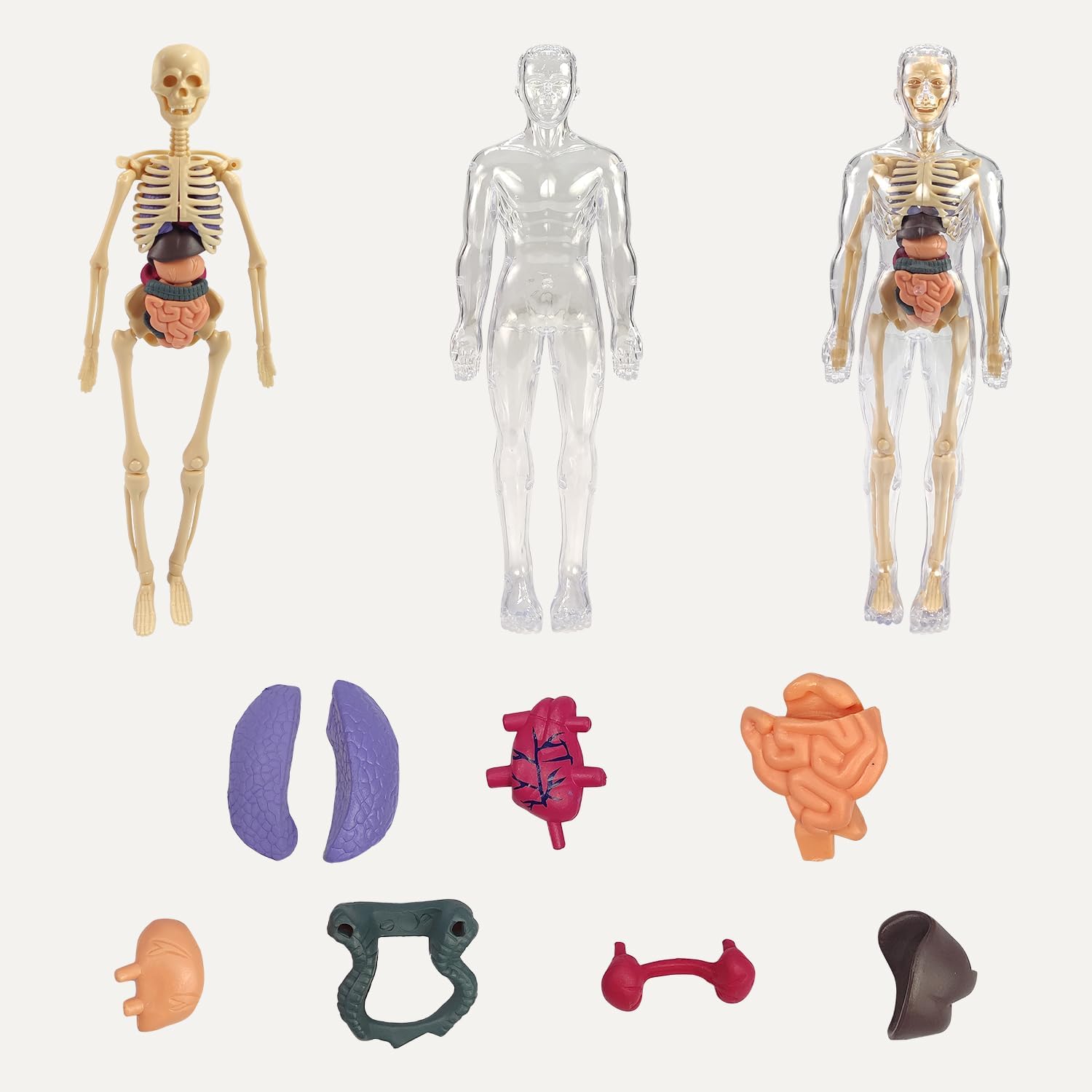 Braintastic Human Body 3D Model Kit for Kids | 29 Pieces Transparent Anatomy Kit with Dynamic Body Parts, Organs & Skeleton Bones | Educational STEM Science Toy for Kids 5-12 Years 4