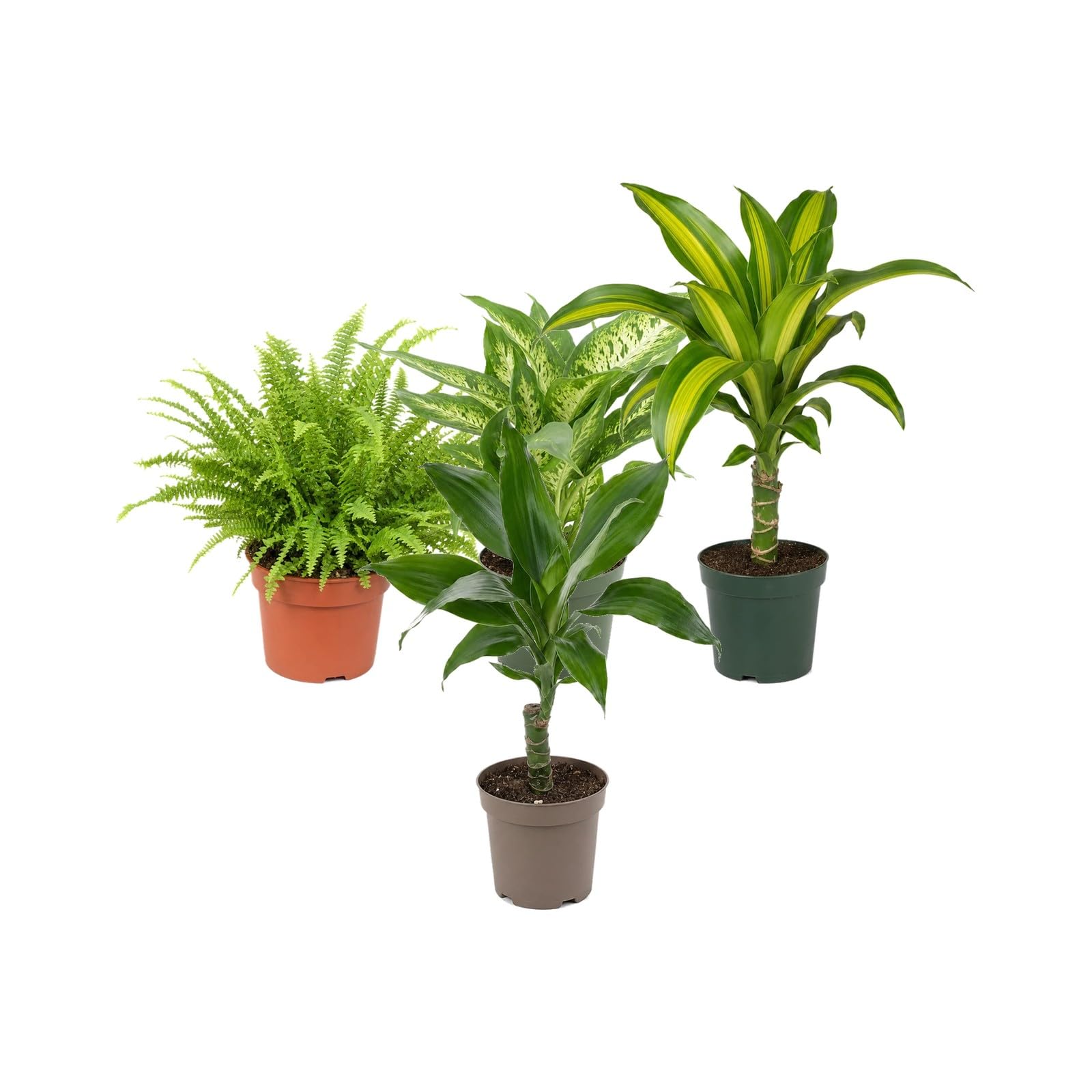 Pack 4 Plantas: Colección para Principiantes - Hogares Modernos DECOALIVE