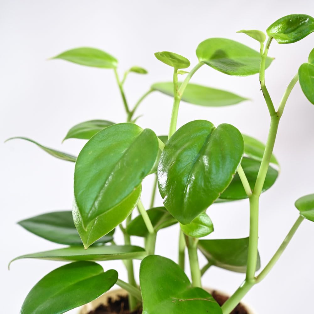 UGAOO Peperomia Green Creeper Plant - Live & Easy Care -3 UGAOO Peperomia Green Creeper Plant - Live & Easy Care -3