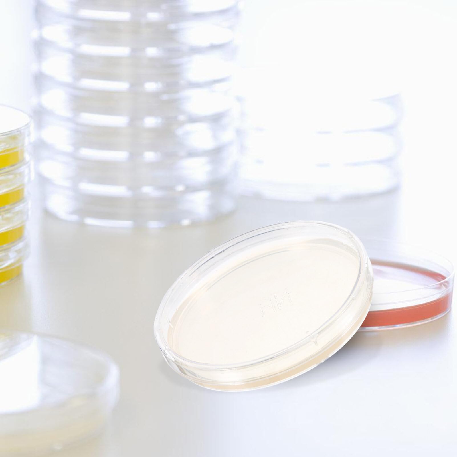 SOLUSTRE 10 Piastre di Agar Pre-versate per Laboratorio Nutriente Facili da Usare per Progetti Scientifici e Sperimentazioni Mediche