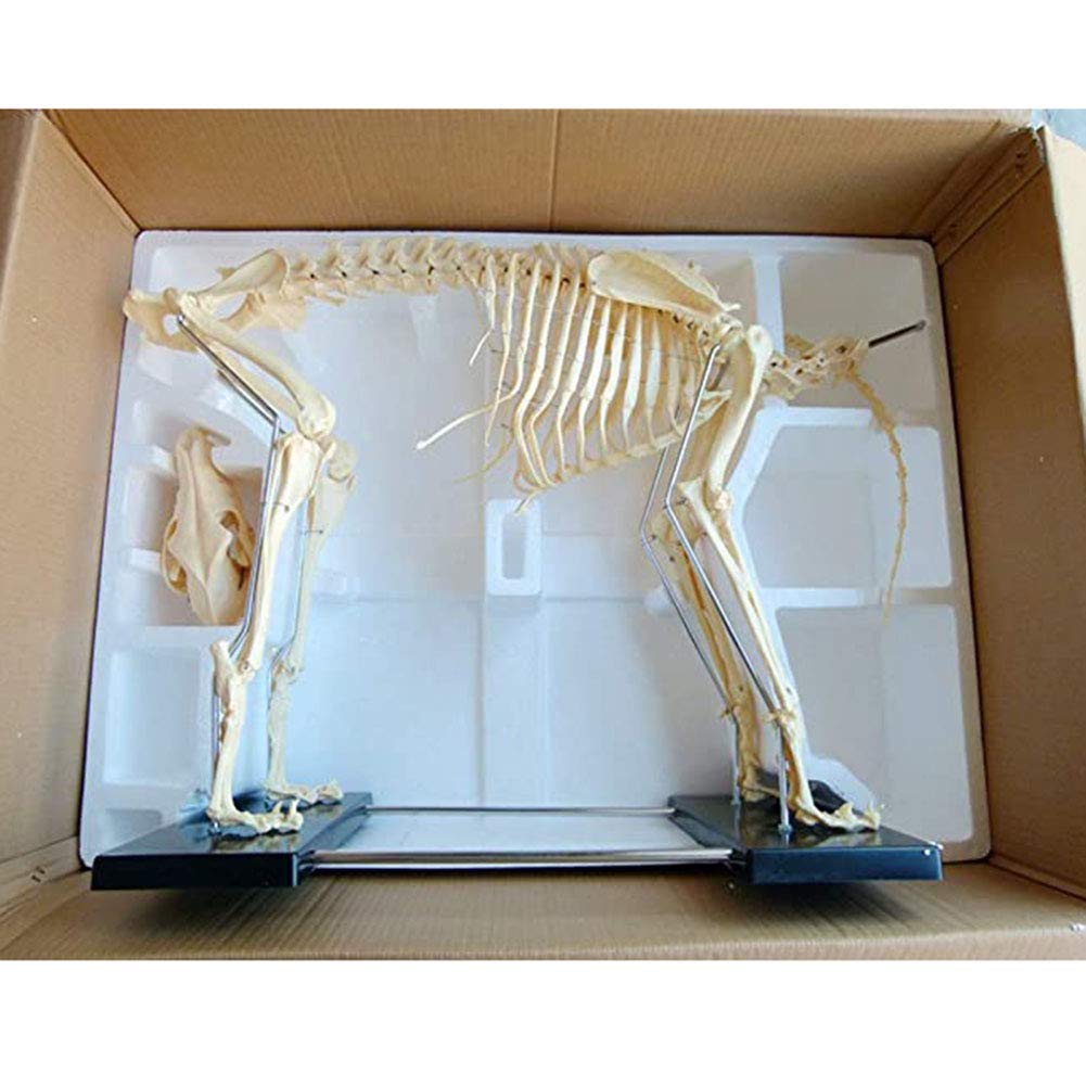 Hundeskelett-Präparat – Modell Für Den Anatomie- Und Biologieunterricht In Der Tiermedizin Und Veterinärmedizin – Demonstrationsinstrument