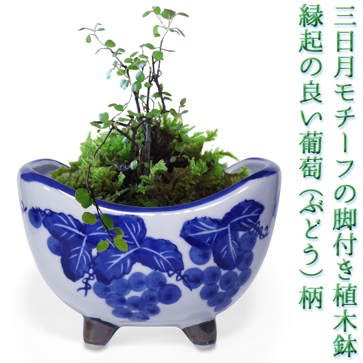 Amazon.co.jp: 植木鉢 陶器 三日月 脚付き おしゃれ 和風(葡萄