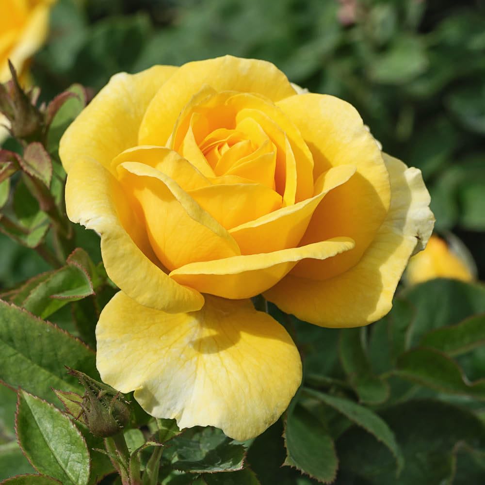 Yougarden Harkness Rose 'our John' 4 Litre PotReady To Be Planted Out from B&Q