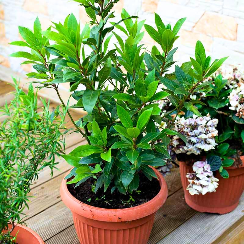 Bay Leaf Laurel Tree Live Plant 8-10 Sweet Bay Laurus Nobilis for Indoor or Outdoor Growing Culinary Bay Leaf Plant