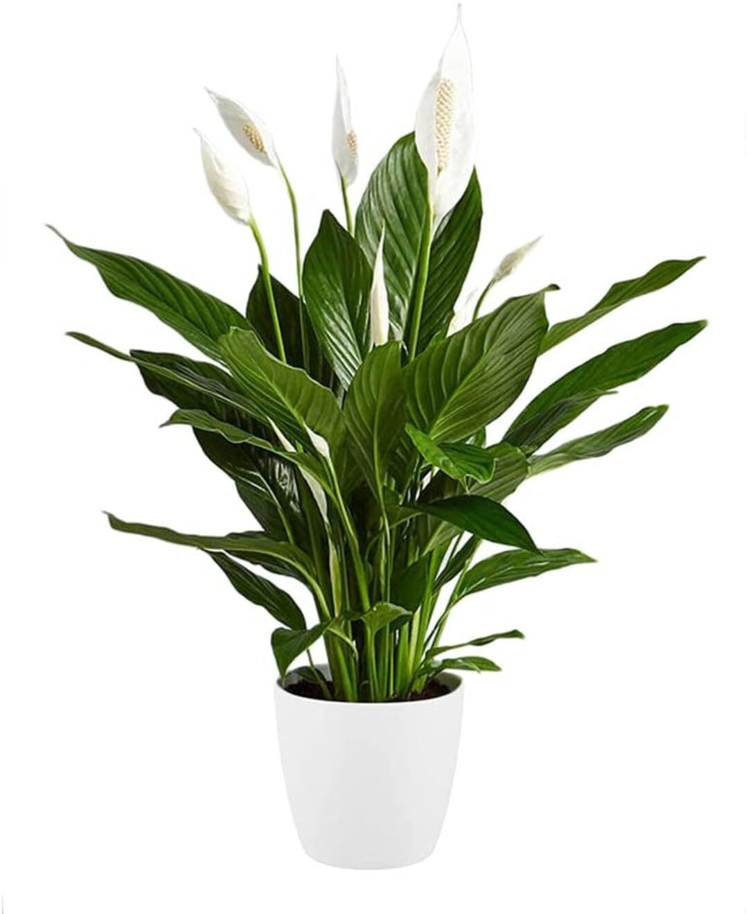 See full amazon price history chart for Peace Lily Flower Healthy Live Plant Peace Lily Flower Healthy Live Plant (B0CPYJ1MPW) Amazon Price History, Amazon Price Tracker