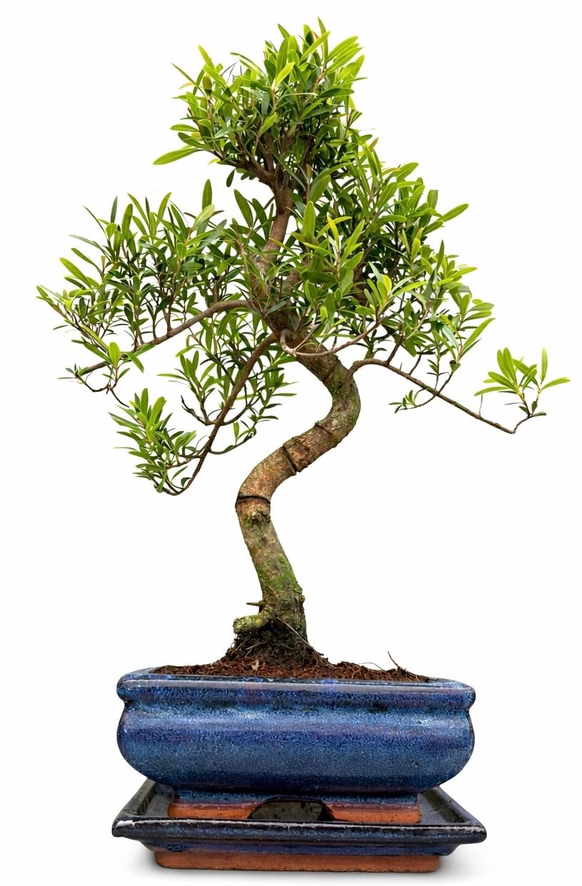 Syzygium Bonsai Tree 26–36cm | 6–8 Years Old | Indoor Gift for Beginners | Includes Ceramic Pot & Drip Tray | Easy Care Houseplant – High Quality