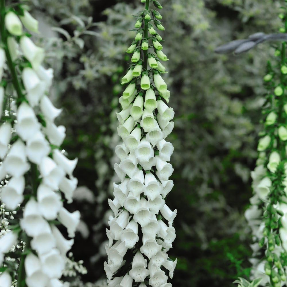 Foxglove 'Alba' (Digitalis purpurea) - Hardy Biennial with Pristine White Flower Spikes - Attracts Bees - Ideal for Shaded Borders and Bouquets – 2X 9cm Potted Plants by Thompson & Morgan