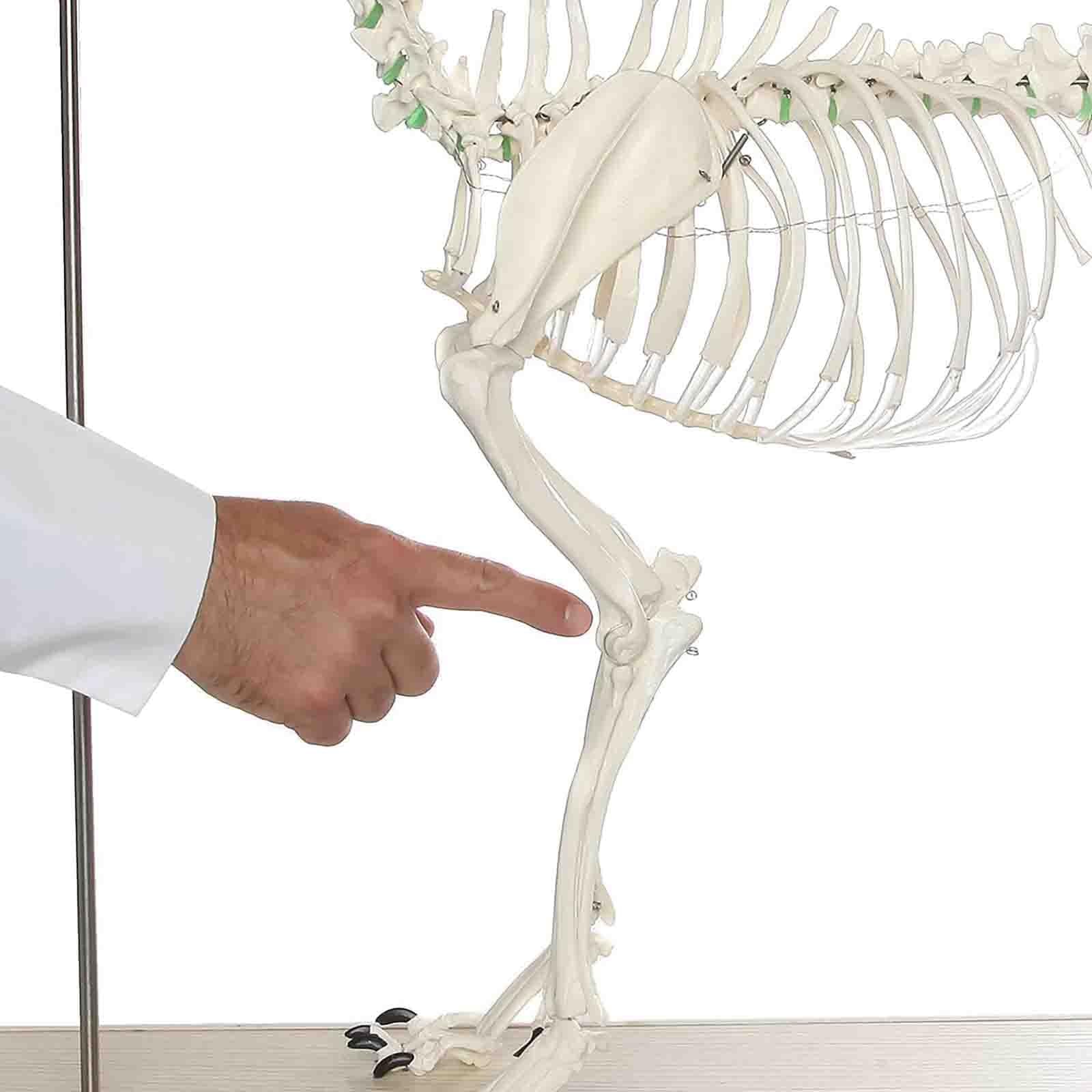 Model szkieletu dużego psa – medyczny model anatomiczny psa | Animal Specimens Dog Skeleton Anatomy 93 * 38.5 * 82.5 CM Professional Veterinary Model on Base