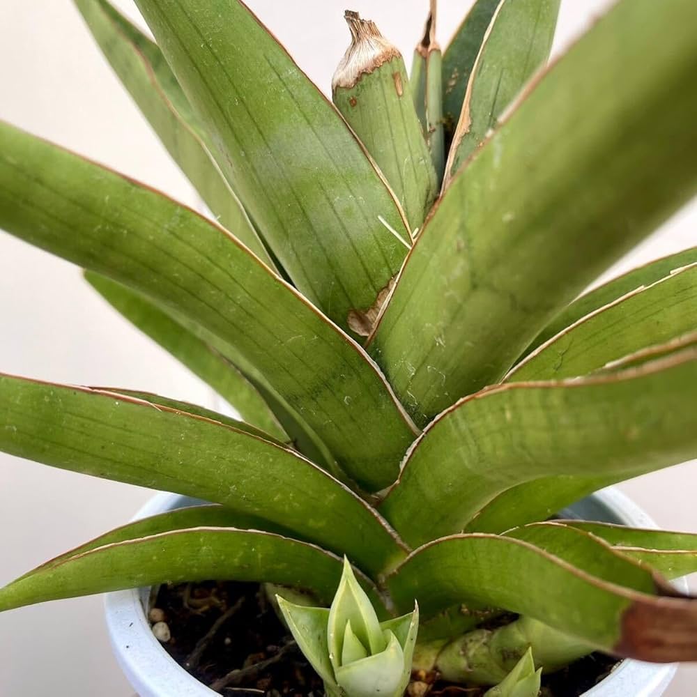 Amazon.co.jp: 現品 サンスベリア バイビット 約5号 子株付き