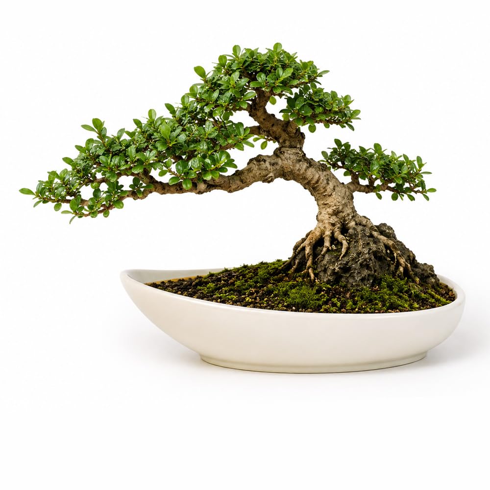 Premium Ceramic Glazed Medium Un Even Shaped Bonsai Pot | 9" (23 cm) | Drainage Holes | Ideal for Indoor & Outdoor Plants | Decorative MediumTree Pot-image-20