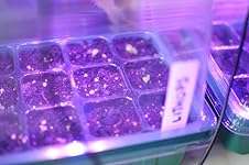 Review Image by Chaz Chaz