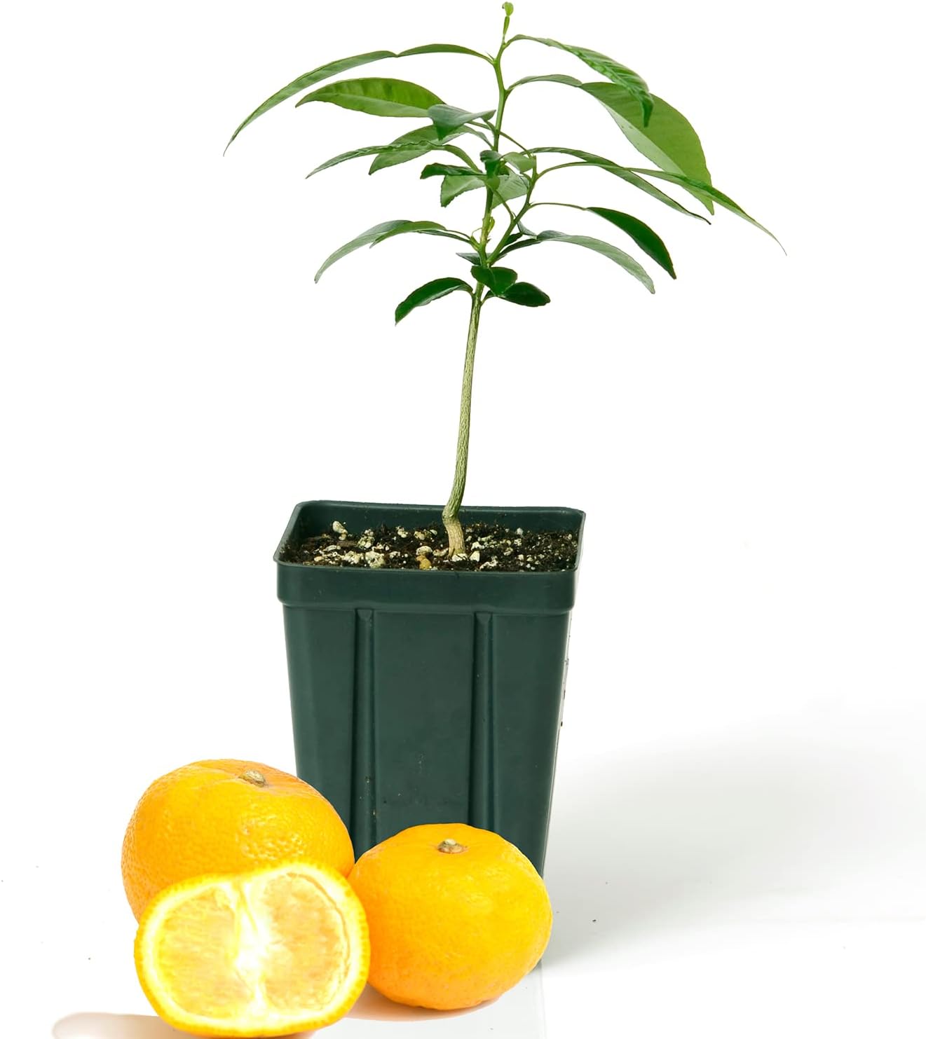 Gerald Winters and Son Yuzu Citrus Tree XL. Junos. 5'' 8