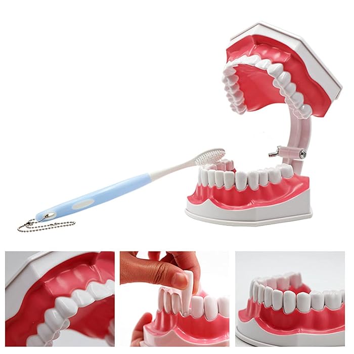 Buy Dental Adult 2 Times Larger Tooth Model, Typodont Demonstration