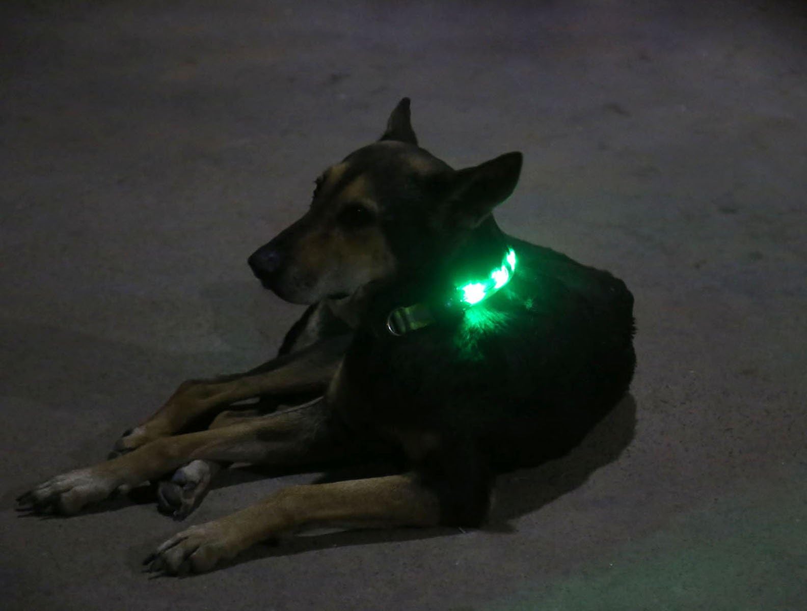 hangyi LED Dog Collar with 5 Bright LED Lights & 5 Gemstone (Green)
