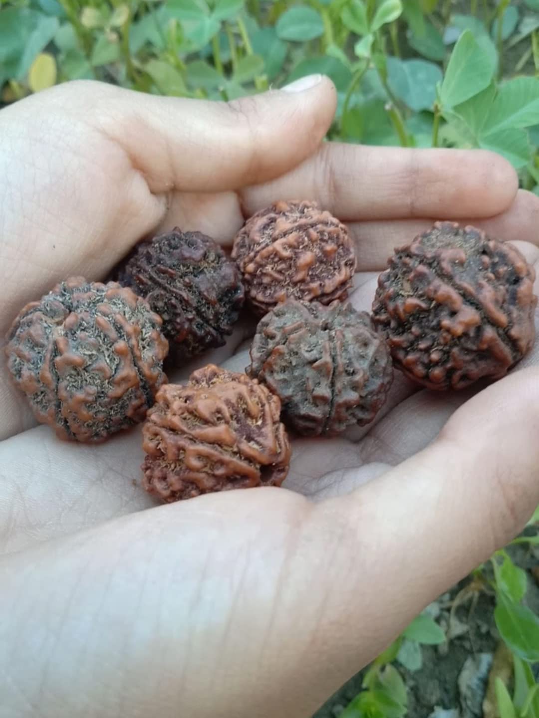 Holystore Original Natural Panchmukhi Five Face Rudraksha रुद्राक्ष Seeds [ Pack of 6 Rudraksha ] (B0BSLVYCCW) Amazon Price History, Amazon Price Tracker