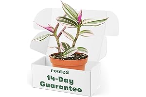 Rooted Rare Pink Wandering Jew Plant