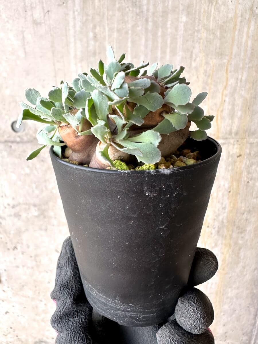 オトンナ　カカリオイデス 2株 ザ・ファームセレクト]オトンナ：カカリオイデス 2.5号鉢植え24