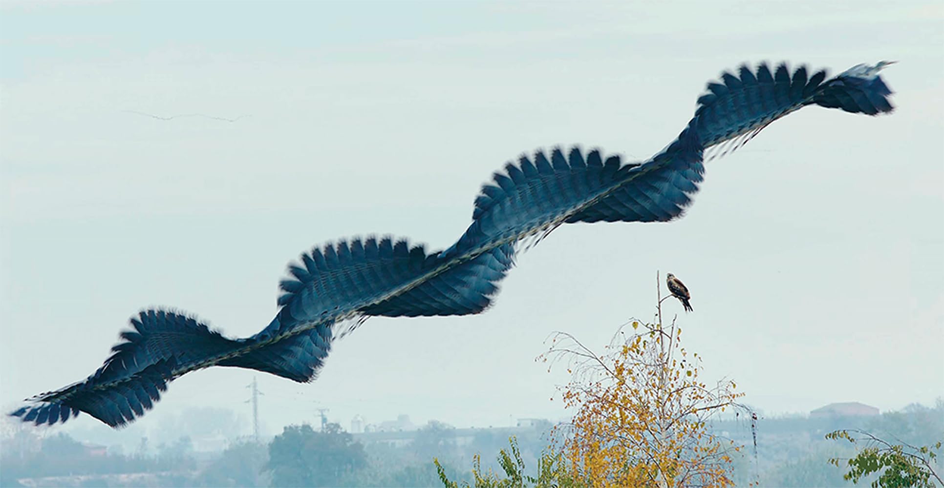 Ornithographies