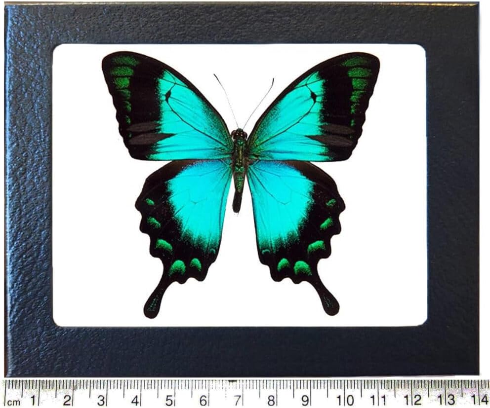 BicBugs P. lorquinianus blue green butterfly Indonesia