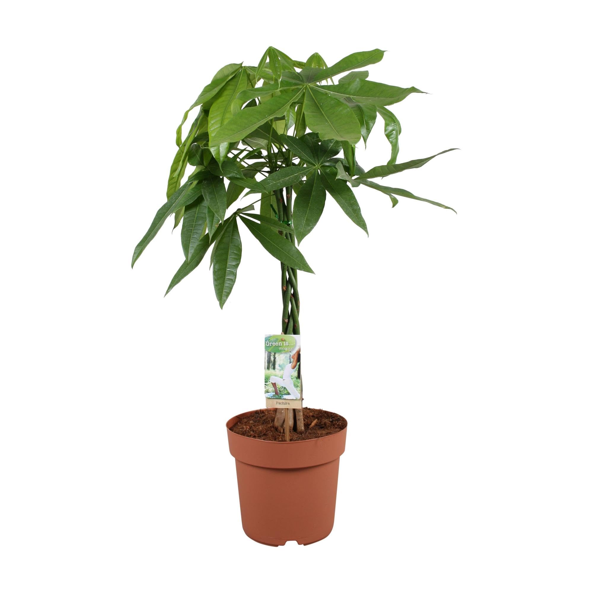 Planta Natural Pachira Aquatica, Altura de 70 cm