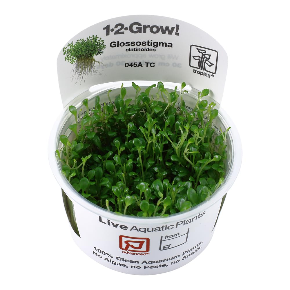 Tropica Glossostigma elatinoides 1-2-Grow Coltura di tessuti in vitro Pianta per acquario vivo, sicura per gamberetti e senza lumache