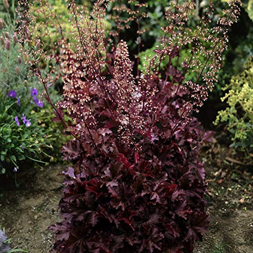 Outsidepride Perennial Coral Bells Heuchera Melting Fire Garden Flower & Foliage Plant - 200 Seeds #TOP2