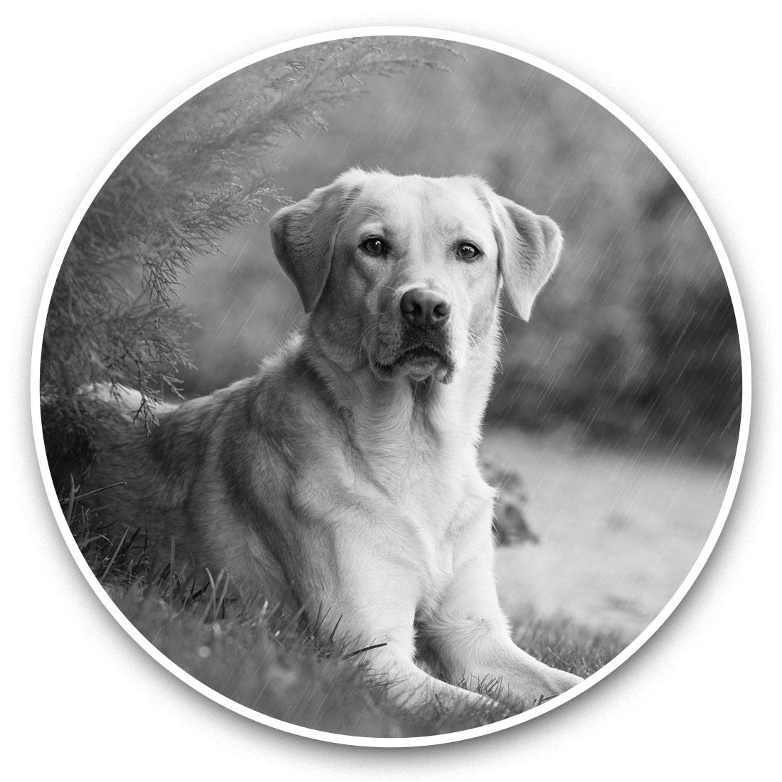 Destination Vinyl Ltd Bw Labrador Retriever Dog Pet 43118 Vinyl Stickers (Set Of 2) 7.5Cm (Bw) - Labrador Retriever Dog Pet Laptop Tablet Luggage Scrapbook #43118