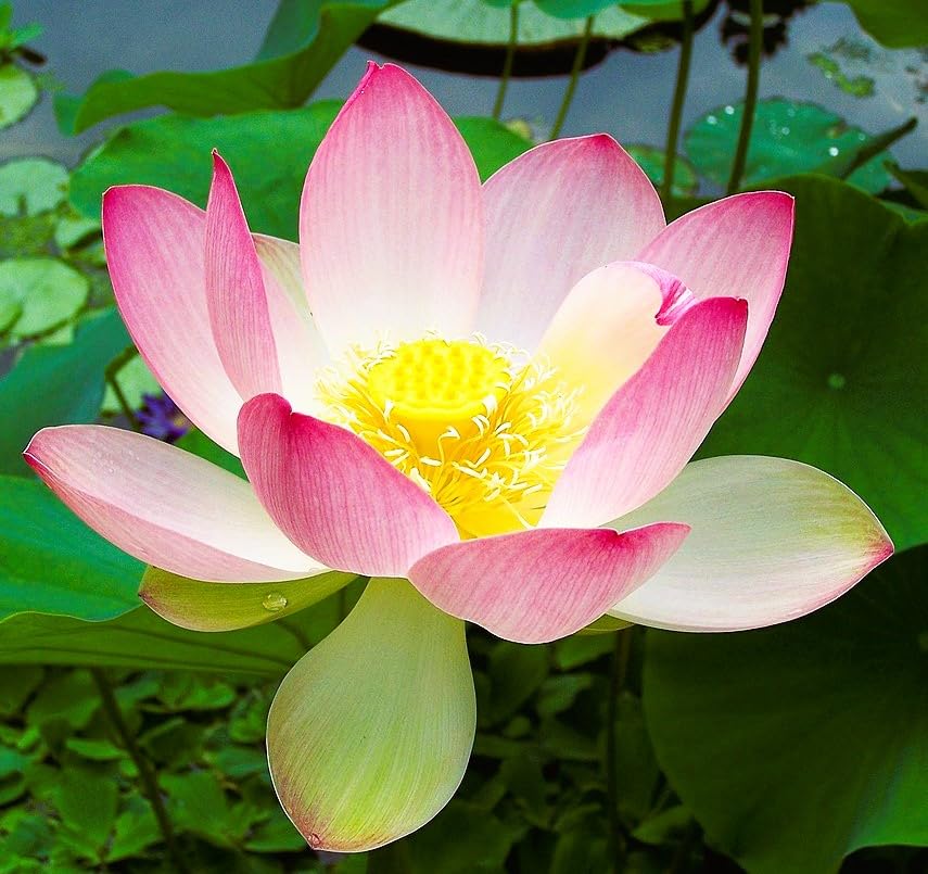 6 Graines de Lotus Sacré (Nelumbo nucifera) – Plante Aquatique Ornementale – Fleur Exotique pour Bassins, Étangs et Pots Aquatiques
