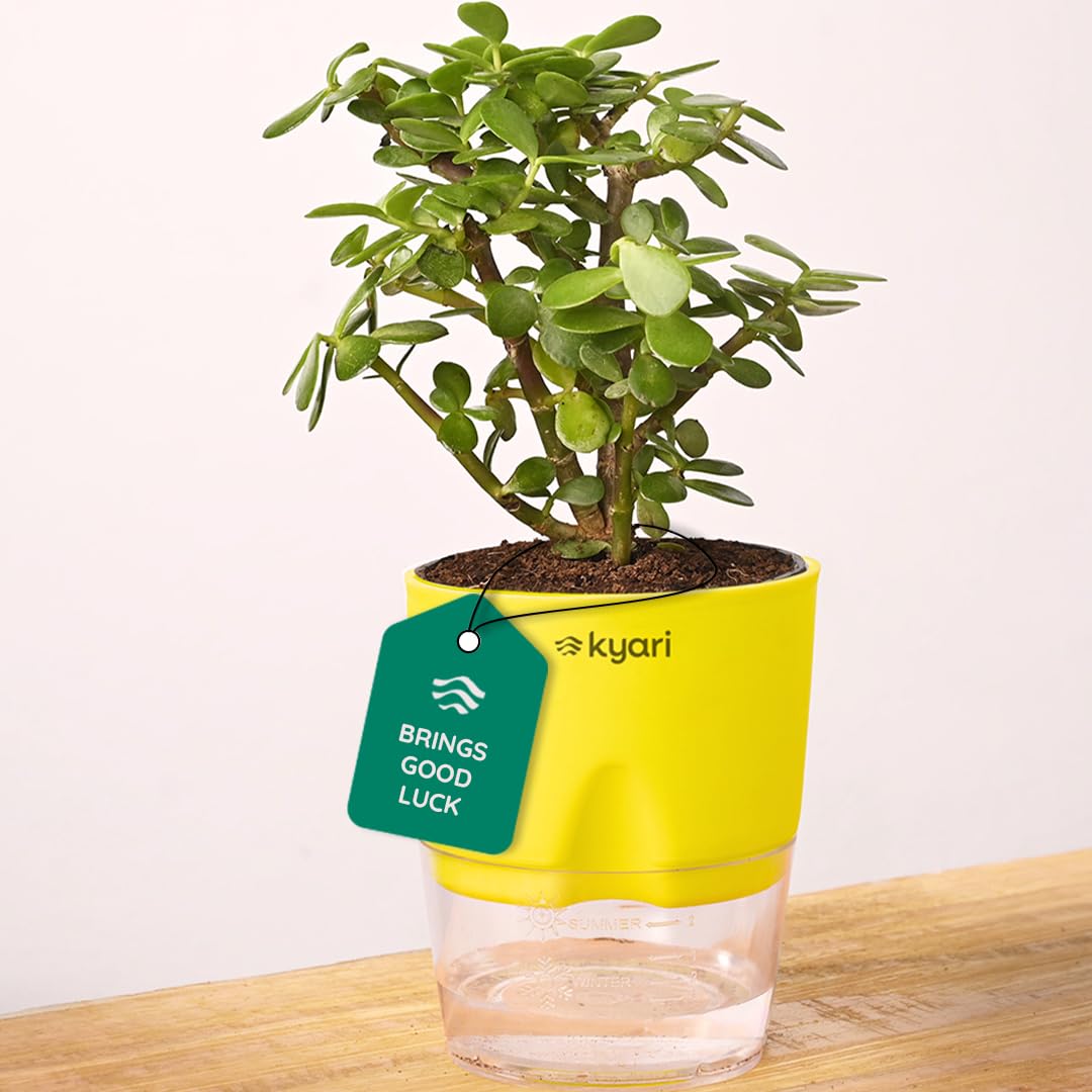 Kyari Good Luck Jade Plant with Green Self Watering Pot - Small 4 Inch