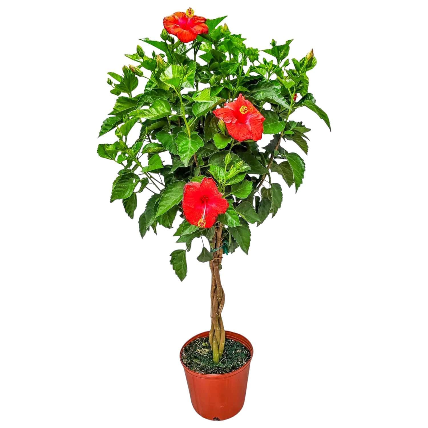 Braided Hibiscus Tree Live - Red President - Overall Height 38" to 44" - Tropical Plants of Florida (Plant Only)