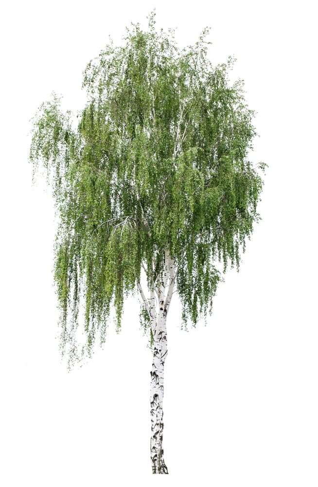 Silver Birch Tree, Betula Pendulus 'Alba', 1 x Tall Plant in a 10 Litre Pot, 1.4m-1.6m Height, Large Tree, Garden Ready and Ready to Plant, Premium Quality Trees