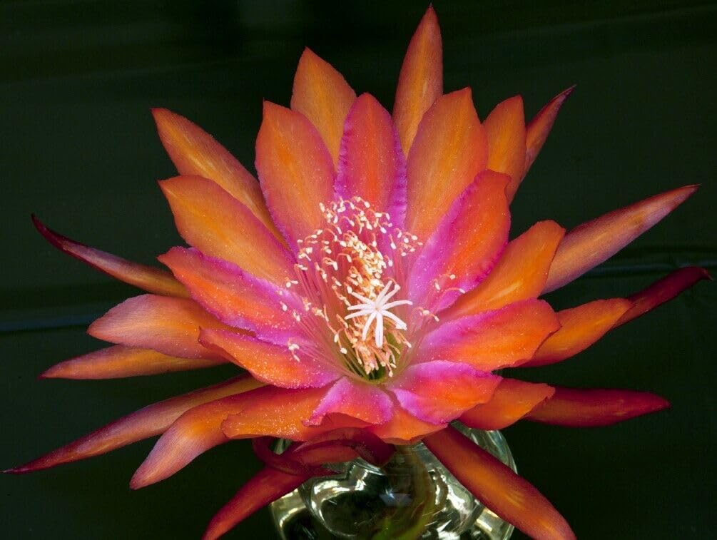 1 Cutting Epiphyllum 'Coral Dance' Orchid Cactus Cutting 8"-10" Long