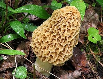Morel Mushroom Spores in Sawdust Bag Garden Mushrooms Spore Grow Kit Makes 5 gal…