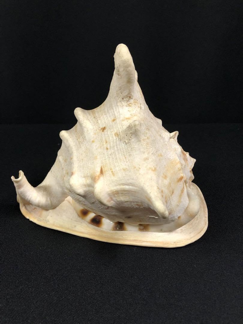 トウカムリガイ＊貝殻＊置物＊インテリア Amazon.co.jp: トウカムリガイ＊貝殻＊置物＊インテリア