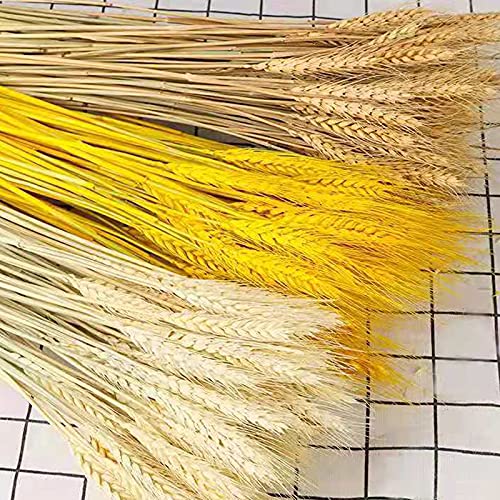 100 unidades de ramo de trigo seco, planta artificial de flor artificial de 50 cm para decoração de