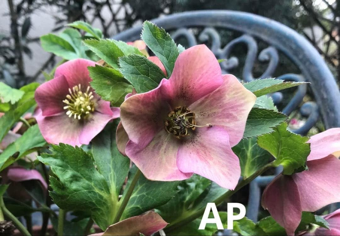 クリスマスローズ ピンク系